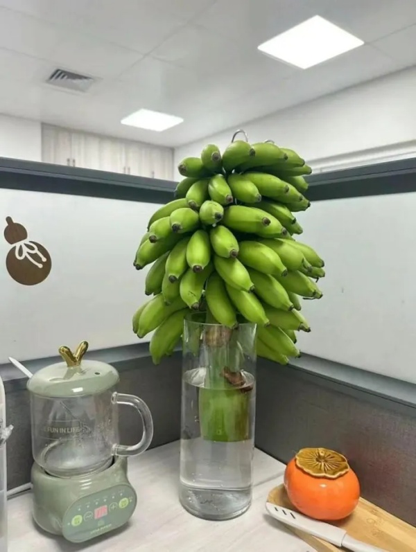 Kiếm 6,5 tỉ/tháng nhờ bán 'cây chữa lành' cho dân văn phòng