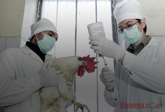 Moskva: 7 người nhập viện kiểm tra do xuất hiện dịch cúm gia cầm ở ngoại ô