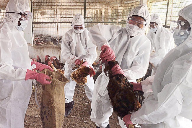 Viêm phổi cấp chưa qua, Hồ Nam lại bùng phát dịch cúm gia cầm H5N1