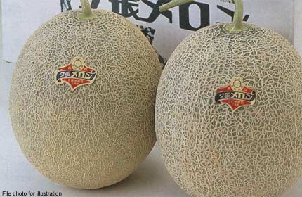 Tế cặp dưa vàng giá bằng cả chiếc ô tô
