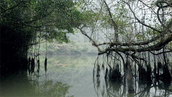 Bí ẩn cây si nghìn tuổi ở Tràng An