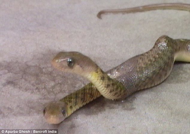 Rắn hai đầu xuất hiện ở Ấn Độ