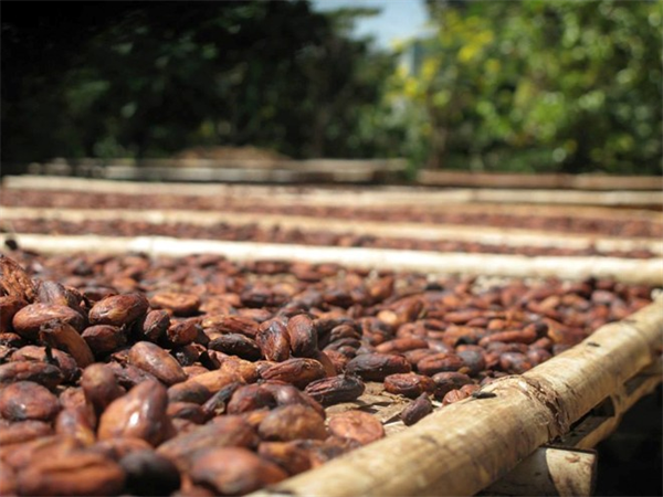 Chocolate Việt nổi tiếng thế giới được sản xuất như thế nào?