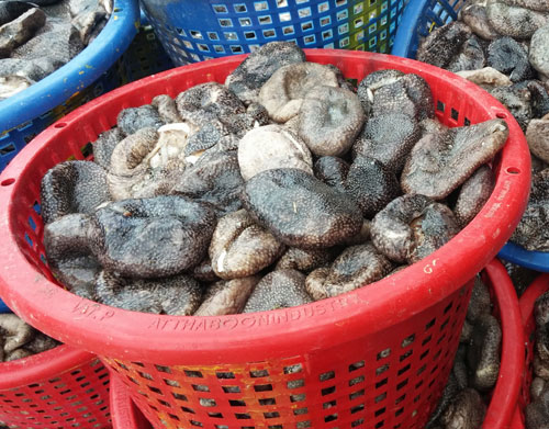 Cày nát đáy biển săn banh lông