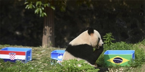 Trung Quốc hủy chương trình 