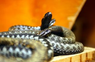 Những huyện có rắn hoạt động nhiều nhất Matxcơva