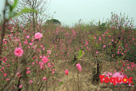 Hàng không bắt đầu vận chuyển đào, mai dịp Tết Đinh Dậu