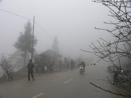 Chợ đào Sa Pa nhộn nhịp trong sương mù giá lạnh