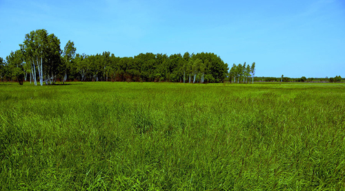 Tổng thống Putin muốn tặng đất cho người nước ngoài gốc Nga