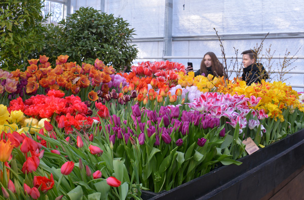 Moskva: Tháng 3 về, ngắm hoa xuân khoe sắc