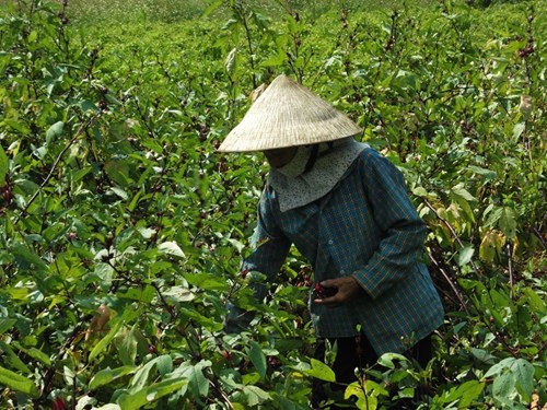 Báo động: Thương lái ồ ạt mua hồng hoa non bán sang Trung Quốc