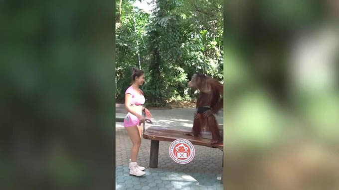 Đười ươi tạo dáng chụp ảnh bá đạo với nữ du khách khiến cánh mày râu ghen tị