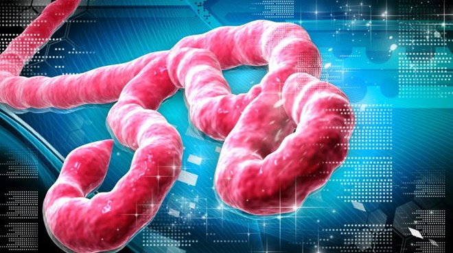 Virus Ebola tấn công cơ thể con người như thế nào?