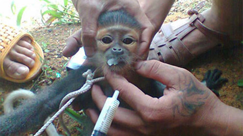 Giết voọc dã man, ba bị cáo nhận án tù