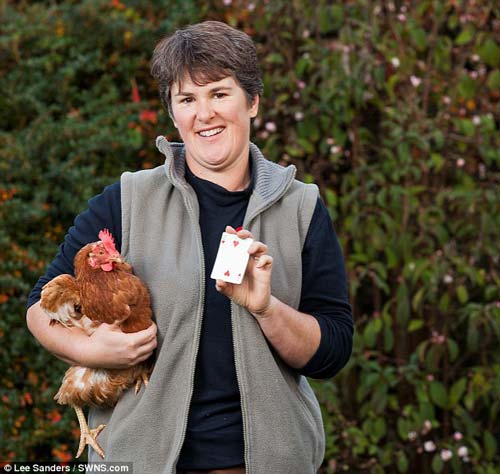 Gà mái biết đếm