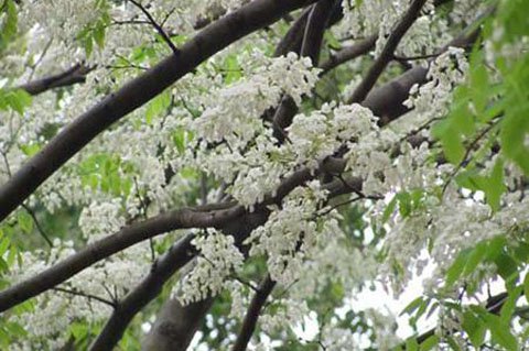 Những gỗ 'thần' làm đại gia Việt phát sốt