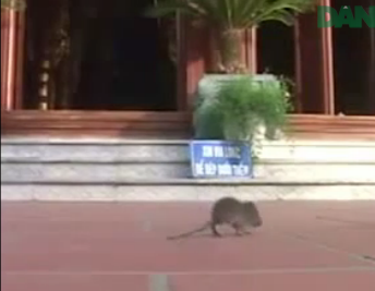 Lạ lùng chú chuột chắp tay vái lạy Phật lia lịa!