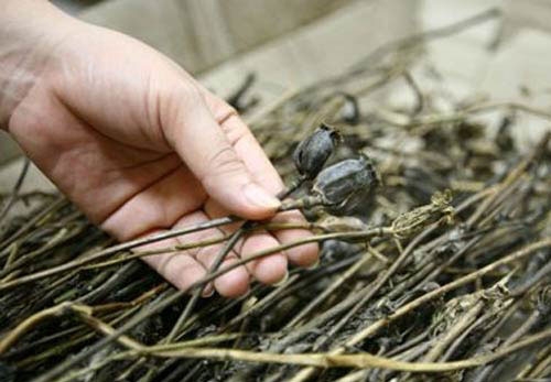 Đi tìm rượu ngâm 'thần chết'