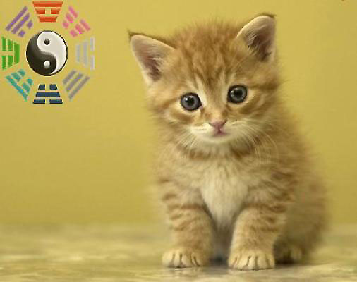 Tử vi năm Quý Tỵ cho người tuổi Mão