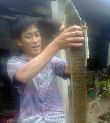 Hà Tĩnh: Bắt được cá chình khủng dài 1,3m