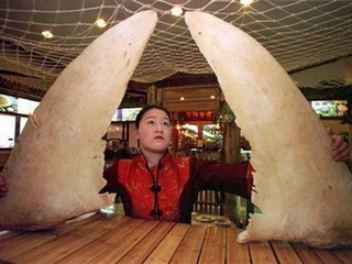 Sự thật hãi hùng về vi cá mập ở Trung Quốc