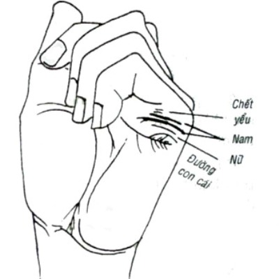 Giải mã đường con cái trên bàn tay