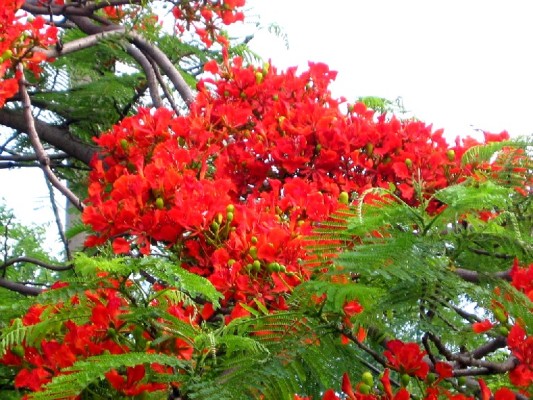 Loài hoa yêu thích tiết lộ tính hướng ngoại