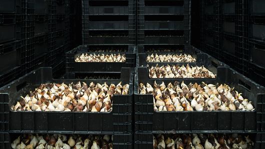 Giới chức Nga tiến hành tiêu hủy hoa có nguồn gốc từ Hà Lan