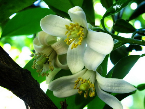 Quê nhà - nỗi nhớ những loài hoa giản dị...