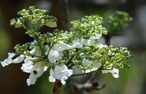 Đẹp ngỡ ngàng hoa phượng trắng duy nhất Việt Nam