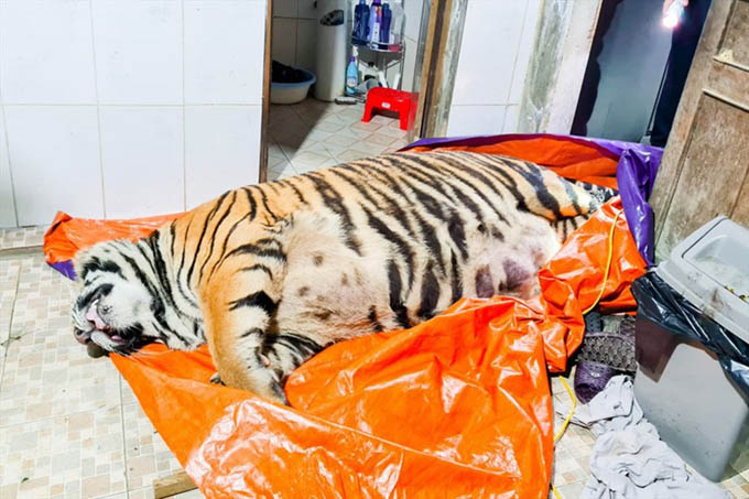 Thu giữ cá thể hổ nặng 250 kg được mua về để nấu cao