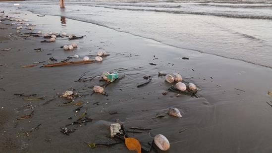 Họp khẩn truy xét nguồn gốc vật thể lạ tấn công biển Trà Cổ