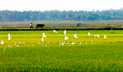 Đau đớn đưa thi thể nạn nhân bị cướp sát hại tại nhà ở Nga về đất mẹ Thái Bình