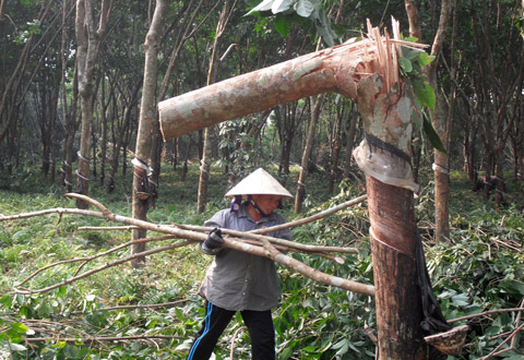 Thế giới chê cao su Việt, nông dân ồ ạt trồng rồi...khóc