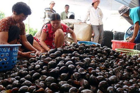 3kg thóc chưa bằng 1kg ốc bươu: Nông dân bỏ ruộng
