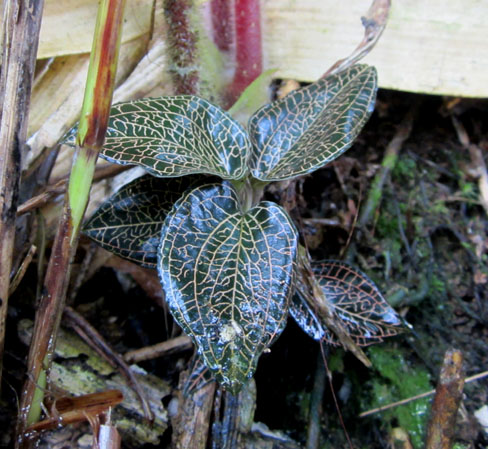 Kỳ lạ loài cỏ phát sáng trong đêm giá 100 triệu đồng/kg