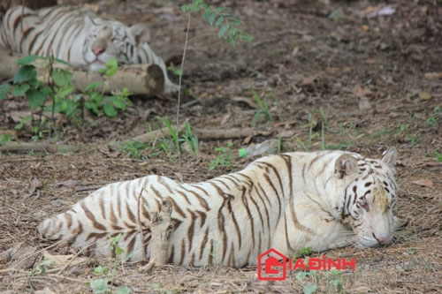 Đại gia Lê Thanh Thản nuôi tê giác, hổ trắng để làm gì?