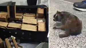 Moskva: Phát hiện khỉ, vượn trong vali của hành khách VN