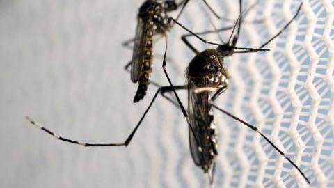 1 năm nữa mới có vaccine phòng chống virus Zika