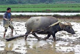 Lão nông chỉ ăn một bữa duy nhất lúc nửa đêm