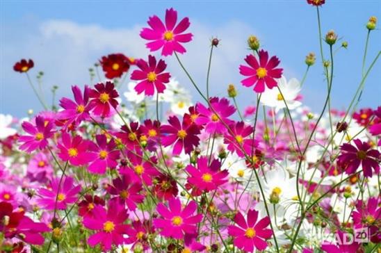 Ý nghĩa các loài hoa độc đáo nhất !