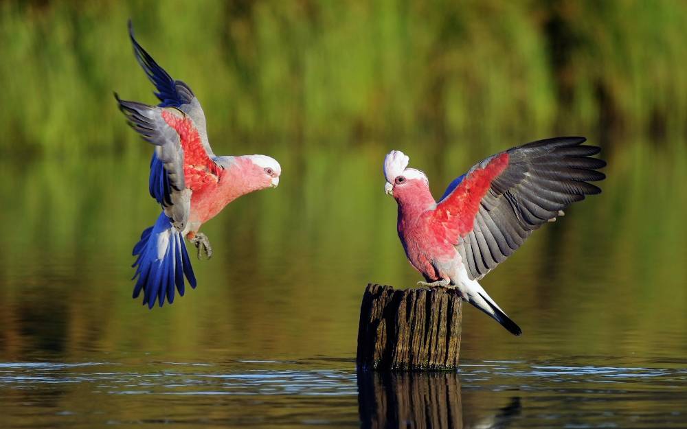 Vẻ đẹp của loài Chim - Phần 2