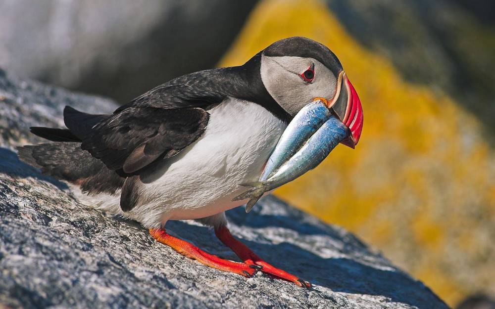 Vẻ đẹp của loài Chim - Phần 7