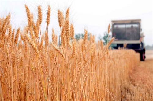 Xuất khẩu ngũ cốc của Nga có khả năng đạt mức cao kỷ lục