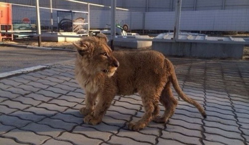 Sư tử con dạo bộ gần một trạm tiếp xăng ở ngoại ô Moskva