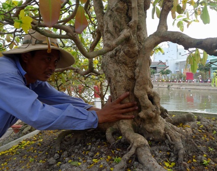 Cần Thơ: Ngắm cây mai vàng gần 100 tuổi hình toà tháp tuyệt đẹp