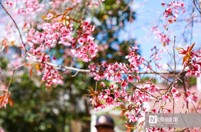 Ngắm mai anh đào nở rộ trên xứ sở sương mù