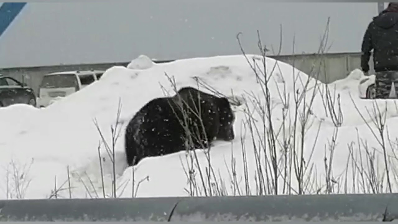 Không có gì bất thường: Gấu Nga vượt ô tô rượt đuổi người trên đường phố