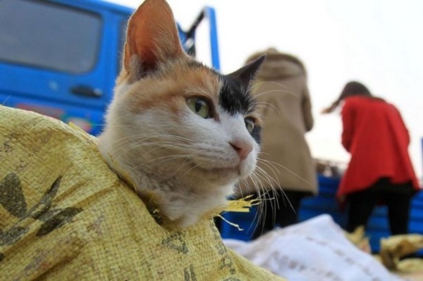 Trung Quốc: 500 chú mèo thoát chết trong gang tấc