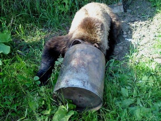 Chú gấu Siberia bị kẹt đầu vào thùng xin cầu cứu người dân